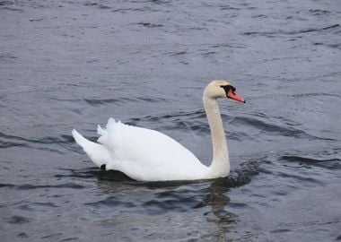 Swan in the lake