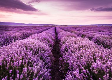 Blooming lavender field un