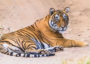 Royal Bengal Tiger