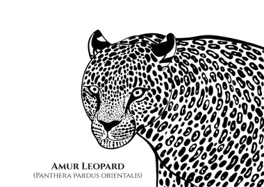 Amur Leopard with Names