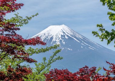 fuji snow