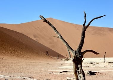 Tree Remnants