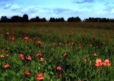 Claude Monet field