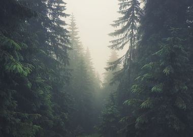 Foggy forest