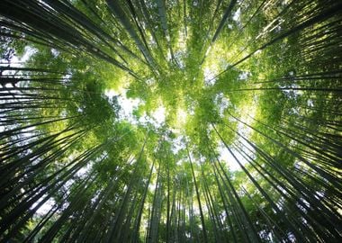 Bamboo Trees in the Forest