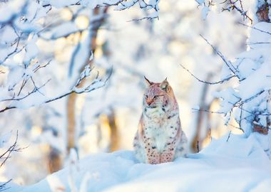 Lynx Cub In The Cold Winte