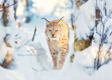 Lynx Cat Walks In The Cold