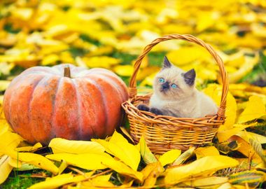 Cat Pumpkin Animal Hallowe