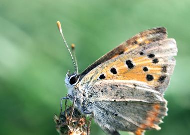 Butterfly on tree