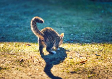 Grass Young Domestic Kitte