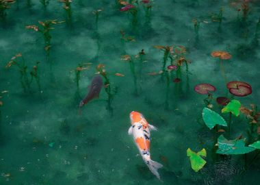 Water Pond Fishes Leaves