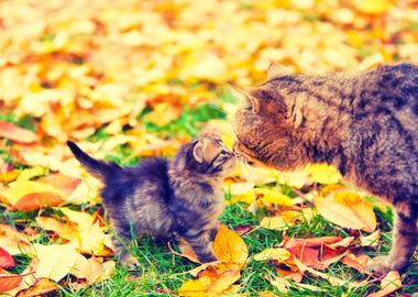 Cat Kitten Family Animal A