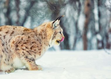 European Lynx Eating