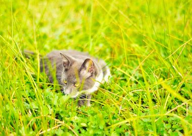 Little Cute Kitty Playing