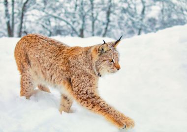 CloseUp Of Lynx Cat Walkin