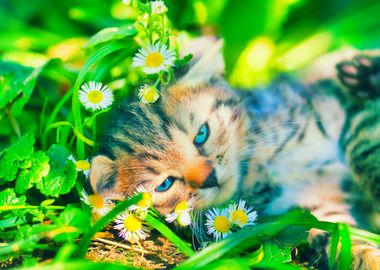 Animals Cat Feline Flowers