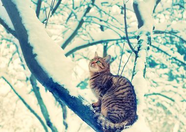 Animals Branch Cat Chill C