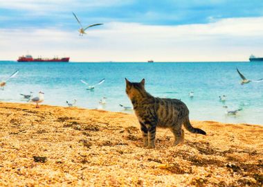 Animals Beach Cat Feline G