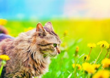 Animals Cat Feline Field F