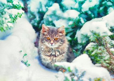 Animal Cat Chill Cold Dome