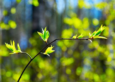 The first leaves   spring