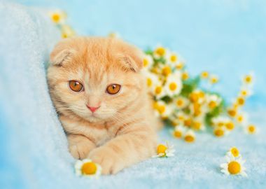 Animals Bouquet Cat Chamom