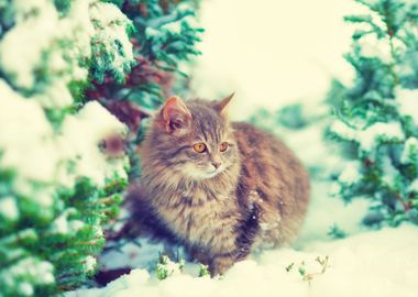 Animal Cat Chill Cold Deep