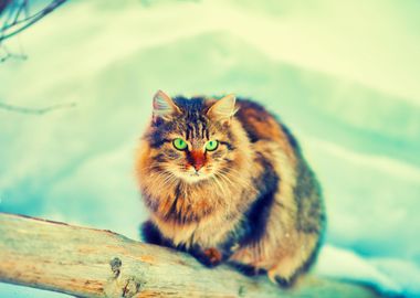 Alone Animal Breed Cat Chr