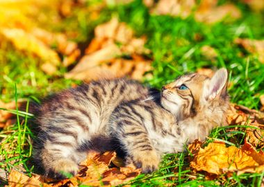 Adorable Animal Autumn Bab