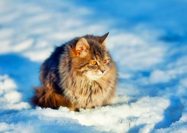 Animal Cat Chill Cold Deep