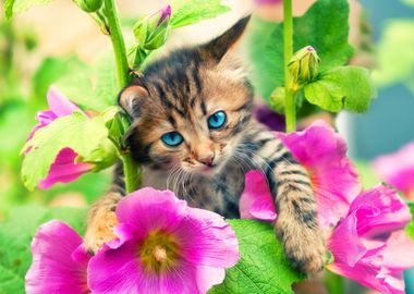 Animals Cat Cute Feline Fl