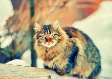 Alone Animal Breed Cat Chr