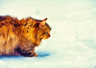 Alone Animal Blizzard Cat