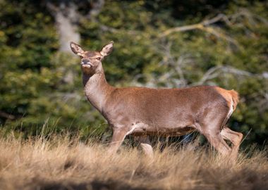 deer grass