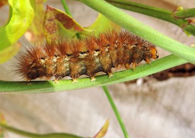 brown caterpillar