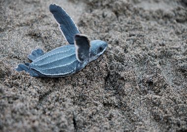 blue turtle grass