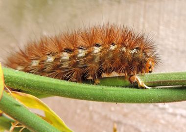 caterpillar brown