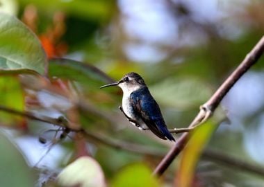 beak blue avian