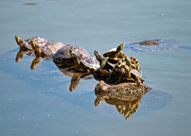 brown turtle