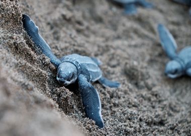 turtle blue sand