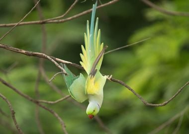 plant green bird