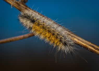 brown moth caterpillar