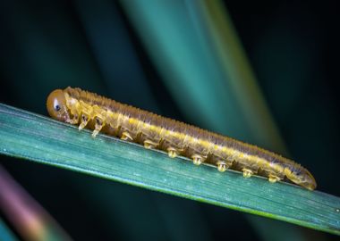 blue brown caterpillar