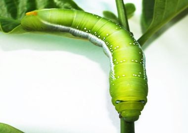 caterpillar green