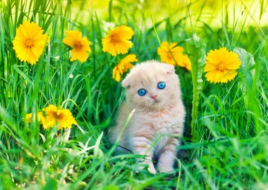 Animals Cat Feline Flowers