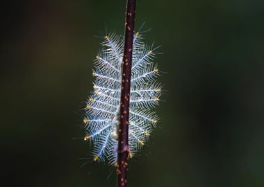 white caterpillar