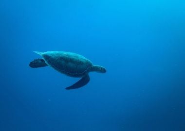 turtle under water