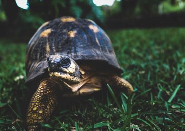 green grass brown turtle