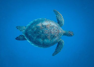 blue turtle