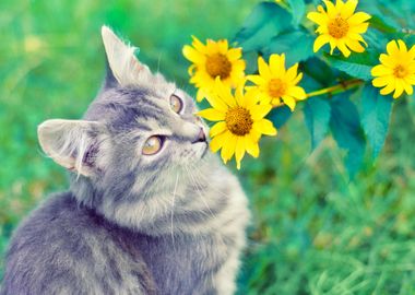 Animals Cat Feline Flowers